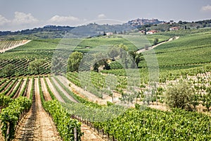 Vineyard in the area of Ã¢â¬â¹Ã¢â¬â¹production of Vino Nobile, Montepulciano, Italy photo